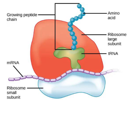 <p>Structures responsible for protein synthesis. They can either float free in the cytoplasm or be embedded in the endoplasmic reticulum.</p><ul><li><p>They receive instructions from the nucleus in the form of mRNA on the specific order of amino acids to build a given protein.</p></li><li><p><u>they r NOT ORGANELLES!!</u></p></li></ul><p></p>