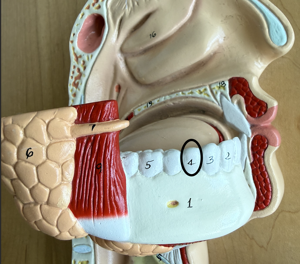 <p>involved in mechanical digestion, grind food b4 swallowed</p>