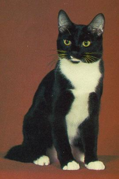 <p>White paws, resembling little socks or mittens</p>