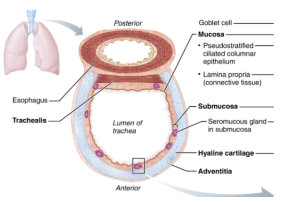 <p><span style="background-color: transparent;"><u>Mucosa</u></span></p><p><span style="background-color: transparent;"><u>Submucosa</u></span></p><ul><li><p><span style="background-color: transparent;">Contains seromucous glands</span></p></li></ul><p><span style="background-color: transparent;"><u>Hyaline cartilage rings</u></span></p><ul><li><p><span style="background-color: transparent;">16–20 C-shaped rings</span></p></li><li><p><span style="background-color: transparent;">Prevent airway collapse</span></p></li></ul><p><span style="background-color: transparent;"><u>Adventitia</u></span></p>