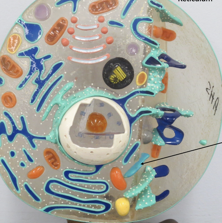 <p>What Organelle is this ?</p>