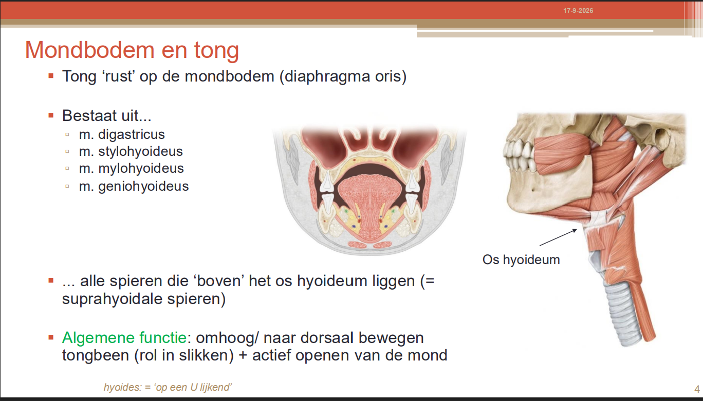 <p>Het actief openen van de mond (door de onderkaak naar beneden te trekken wanneer het tongbeen is gefixeerd)</p>