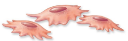 <p>Osteoprogenitor cells</p>