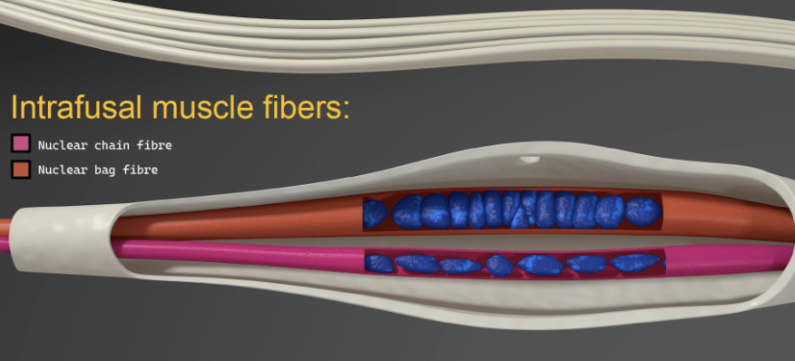 <p>Nuclear chain fibres</p><ul><li><p>sensitive to muscle length</p></li></ul><p>Nuclear bag fibres</p><ul><li><p>sensitive to velocity of length change</p></li></ul><p></p>