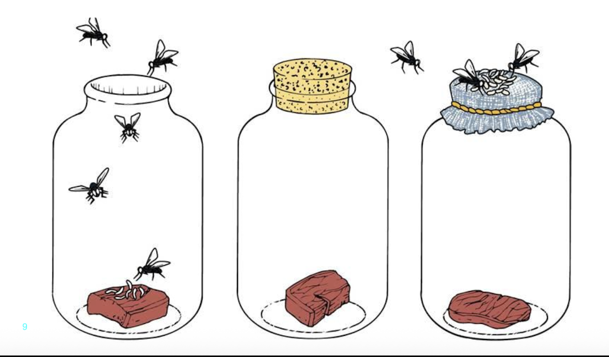 <ul><li><p>Disproved spontaneous generation </p></li><li><p>Used a meat-and-maggot experiment to show that maggots came from fly eggs, not from rotting meat, when flies had direct access to lay eggs on it. </p></li><li><p>“Biological life comes from life” </p></li></ul><p></p>