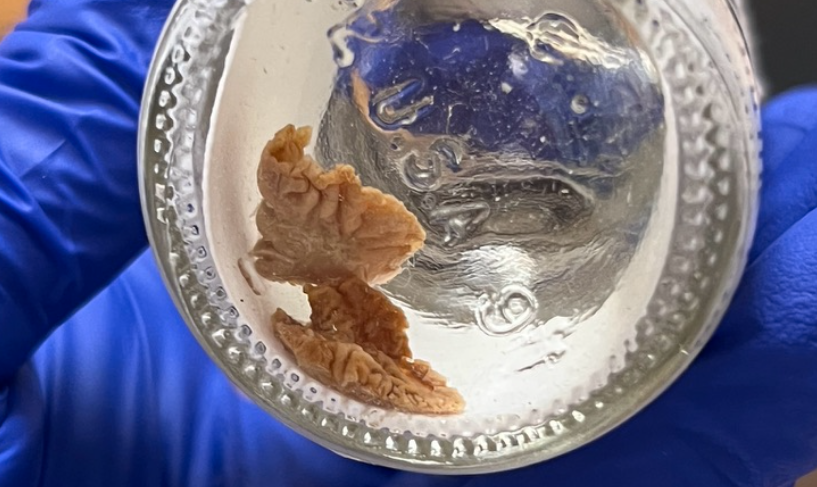 <p>What is this? Class and Phylum?</p>