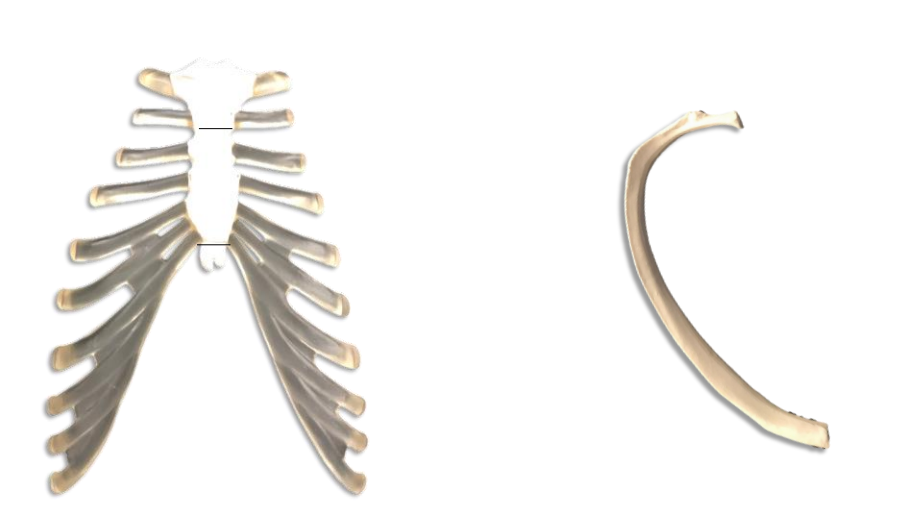 <ol><li><p>What is the name of the bone on the left?</p></li><li><p>What is the name of the bone on the right?</p></li></ol><p></p>