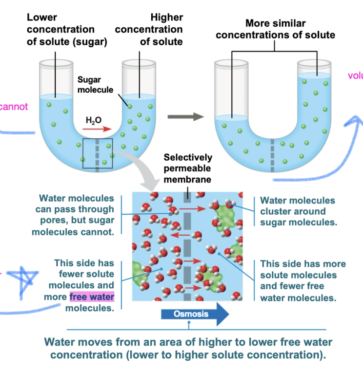 <p>diffusion of free water (solvent) across selectively permeable membrane from diluted solution (fewer solutes) to concentrated solution (more solutes)</p><ul><li><p>Flow of water is dependent on the solute concentration (not concentration of water)</p></li></ul><p></p>