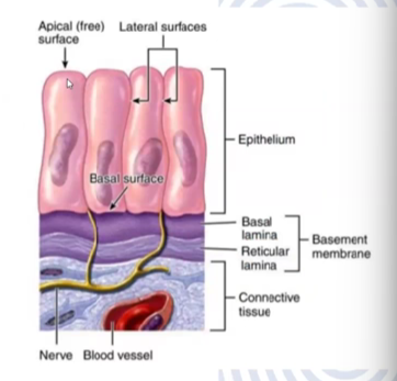 <p>Thin layer of extracellular material underlying epithelial cells</p><p>Provides a point of attachment and support for overlying epithelial tissue</p>