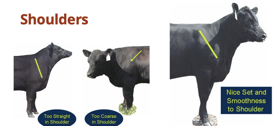 <p>set shoulders with smoothness</p><p></p>