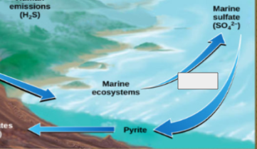 <p>sulfur cycle: name the step</p>