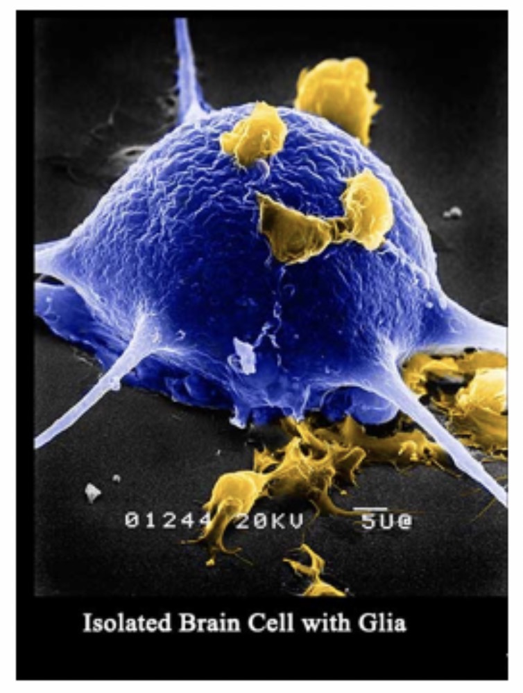 <p><span>Satellite glial cells: Function and etc: Surround neuron cell bodies in PNS ganglia and support the neuronal environment.</span></p>