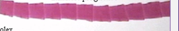<p>are closest to the scolex (head region).</p>