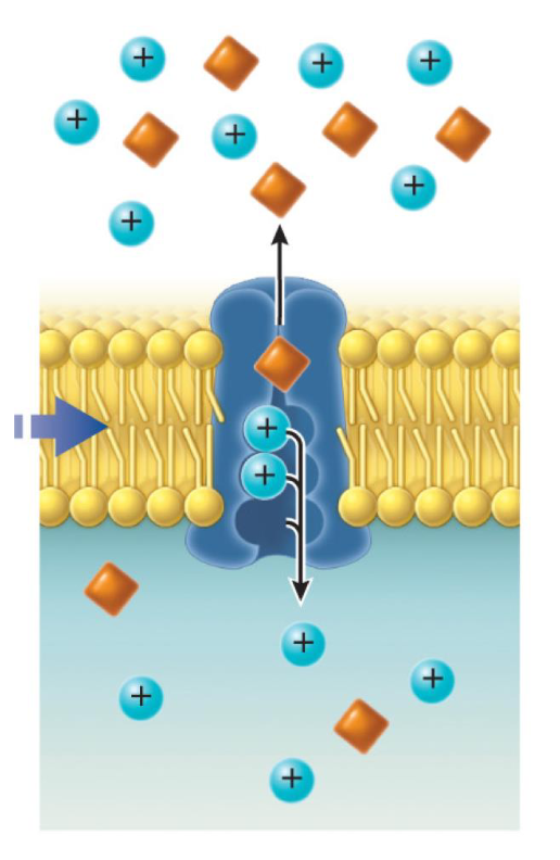 <p>An antiport moves two different substances in <strong>opposite directions</strong> across the membrane.</p><ul><li><p><strong>Mechanism:</strong> As one substance enters the cell, another substance is ejected out of the cell simultaneously.</p></li><li><p><span>The concentration gradient of one molecule is used to transfer a second molecule in opposite directions.</span></p></li><li><p><strong>Example:</strong> T<span>he sodium-proton exchanger (Na+/H+ exchanger) in the nephron of the kidney. This antiporter transport Na+ into the cell and protons H+ out of the cell.</span></p></li><li><p><span>This carrier is specifically responsible to maintain pH and sodium levels in specific kidney cells</span></p></li></ul><p></p>