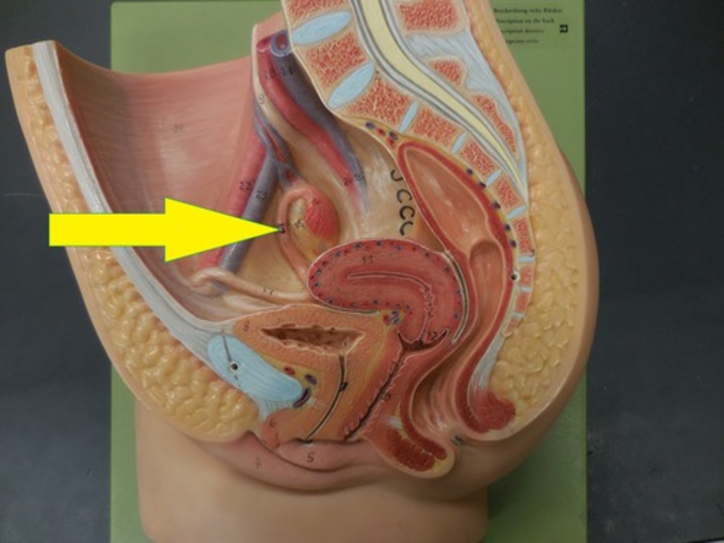 <p>one of a pair of ducts through which the ovum travels to the uterus; also called an oviduct.</p>