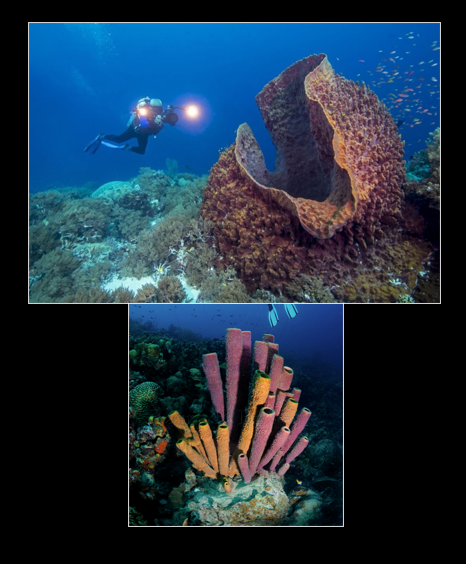 <p>Which phylum and class are these from?</p>