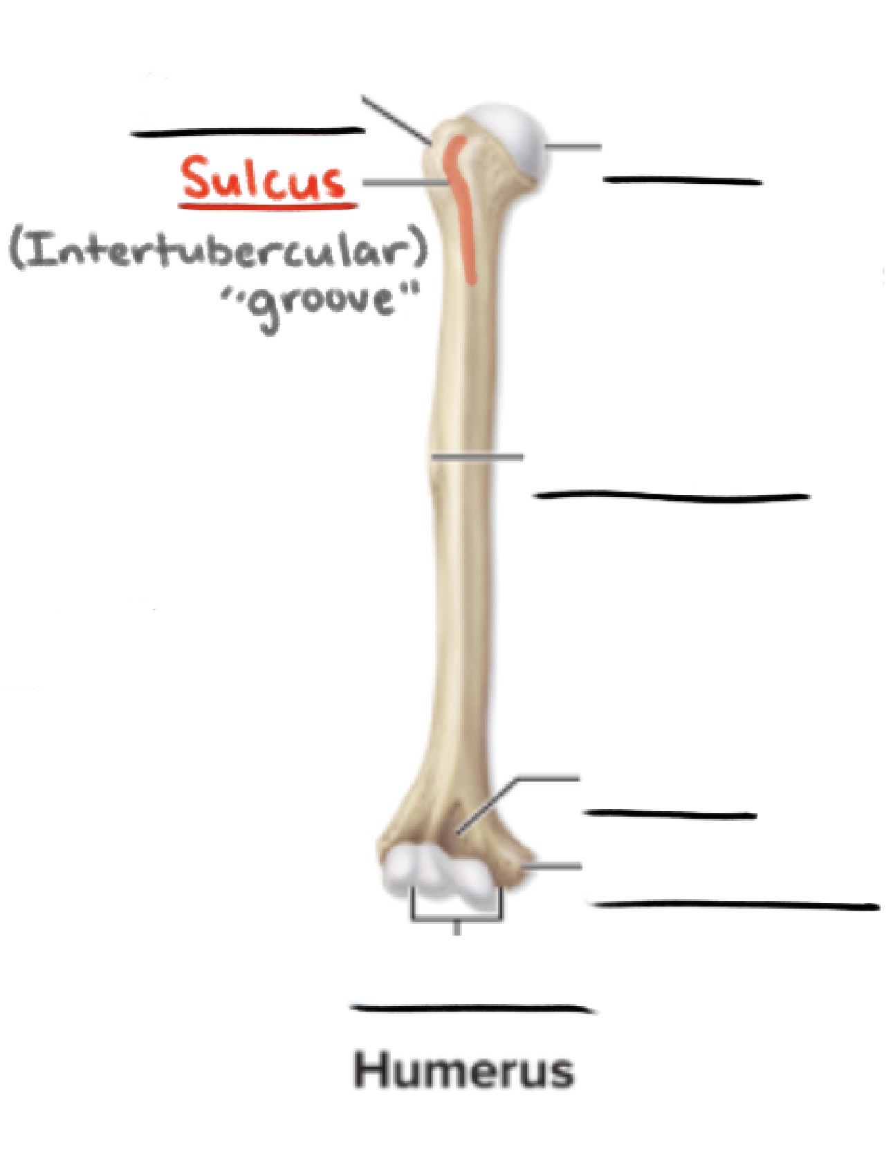 <p><strong>Sulcus</strong></p><p>Narrow groove</p><p>(Depression)</p>
