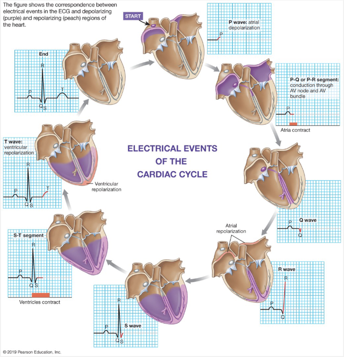 <p><strong>P-wave: </strong></p><ul><li><p>(E) atrial depolarization</p></li><li><p>(M) atrial contraction (red block)</p></li></ul><p><strong>QRS complex</strong>: </p><ul><li><p>(E) ventricular depolarization → atrial re-polarization happens during this event</p></li><li><p>(M) ventricular contraction</p></li></ul><p><strong>T-wave</strong>: </p><ul><li><p>(E) ventricular re-polarization → causes T-wave</p></li><li><p>(M) ventricular relaxation → associated with re-polarization</p></li></ul><p></p>
