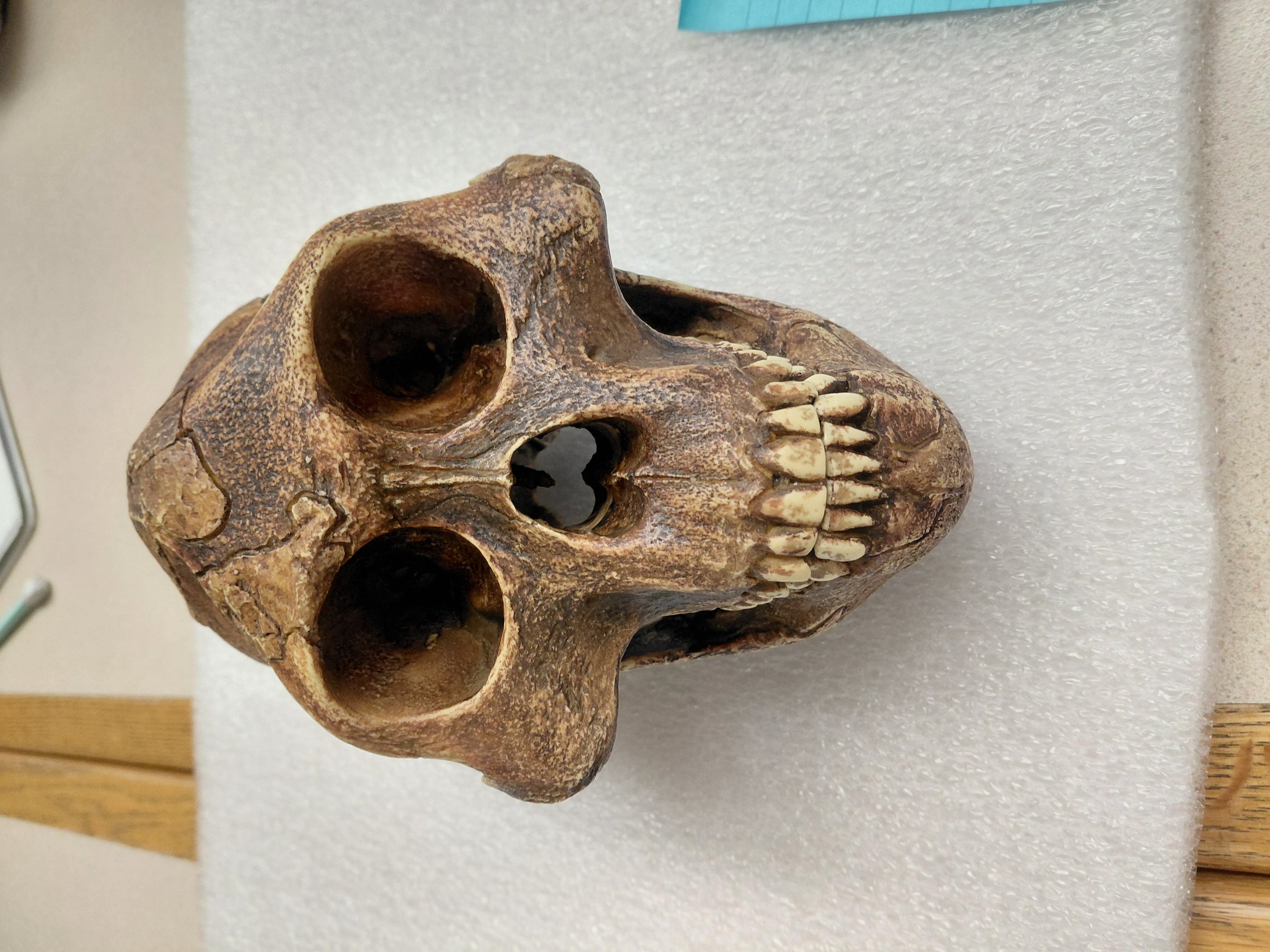 <p>What genus does this specimen belong to? How do you know?</p>