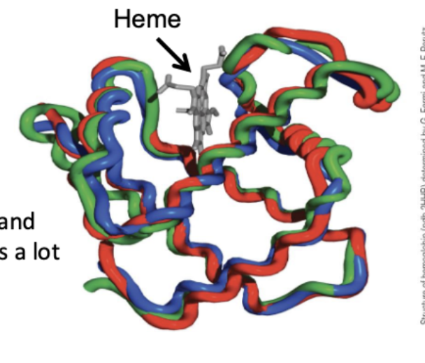 <p>hemoglobin (Hb)</p>