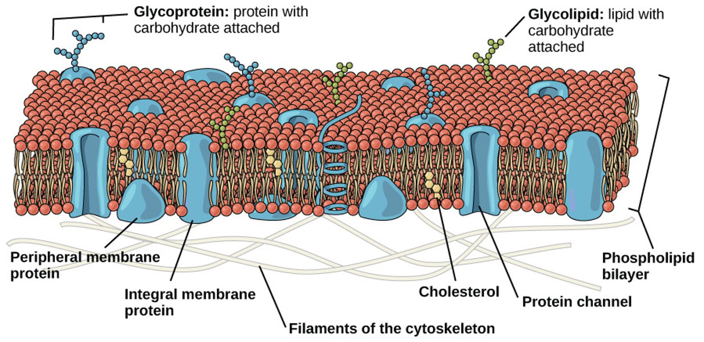 <p>incorporate cholesterol</p><p>into the membrane</p><p>(Note: the fatty acid</p><p>tails are saturated so</p><p>they become straight</p><p>and pack tightly, thus</p><p>decreasing fluidity)</p>
