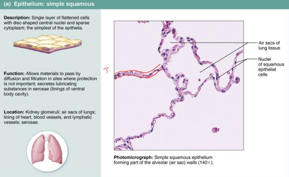 <p>Describe the structures, functions, and locations of <strong>simple squamous epithelium</strong></p>