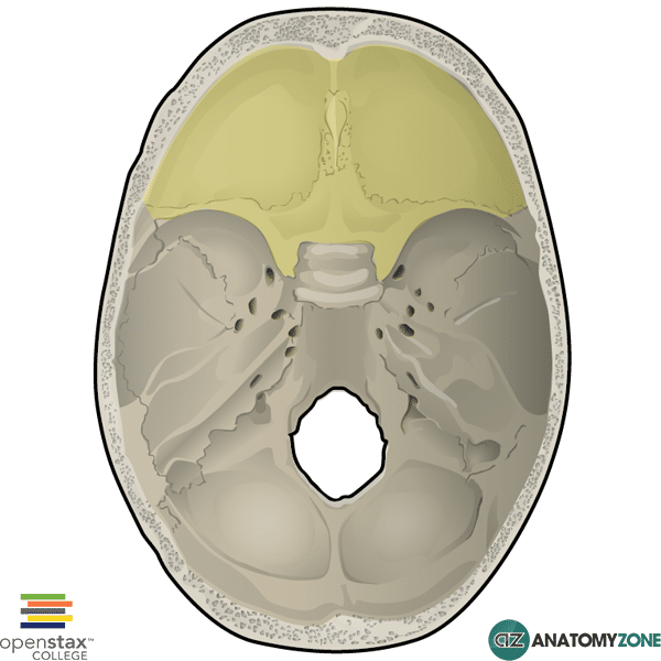 <p>cranium floor</p>