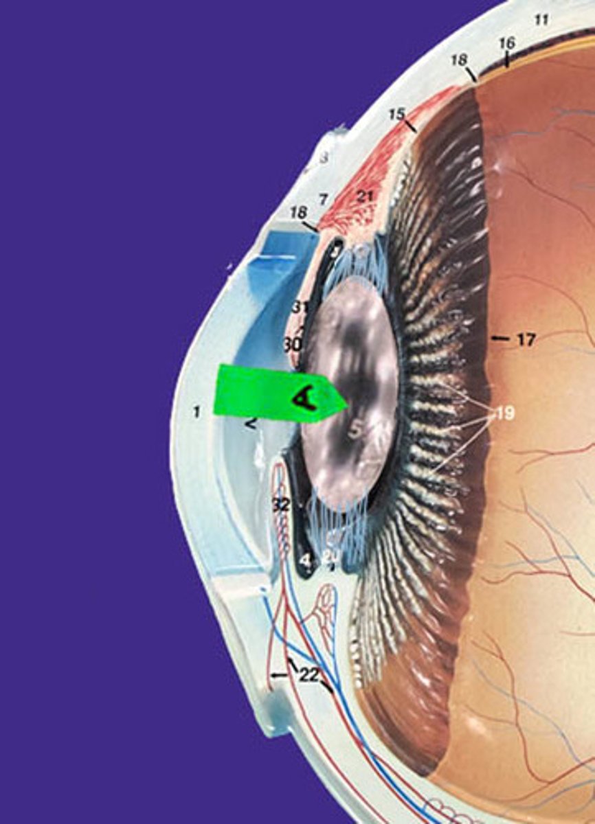 <p>Identify this structure.</p>