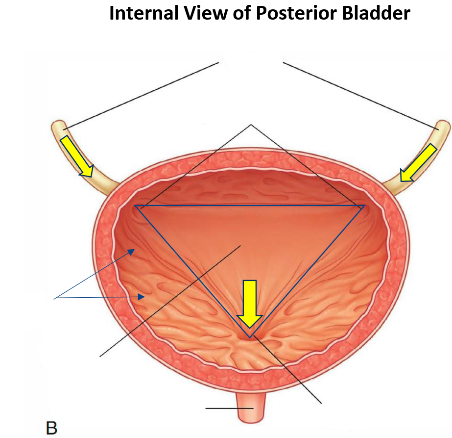 <p>Label the following diagram of the <strong>urinary bladder</strong></p>