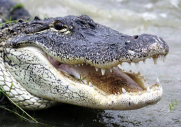 <p>Alligators have _______ teeth (all the same shape and function).</p>