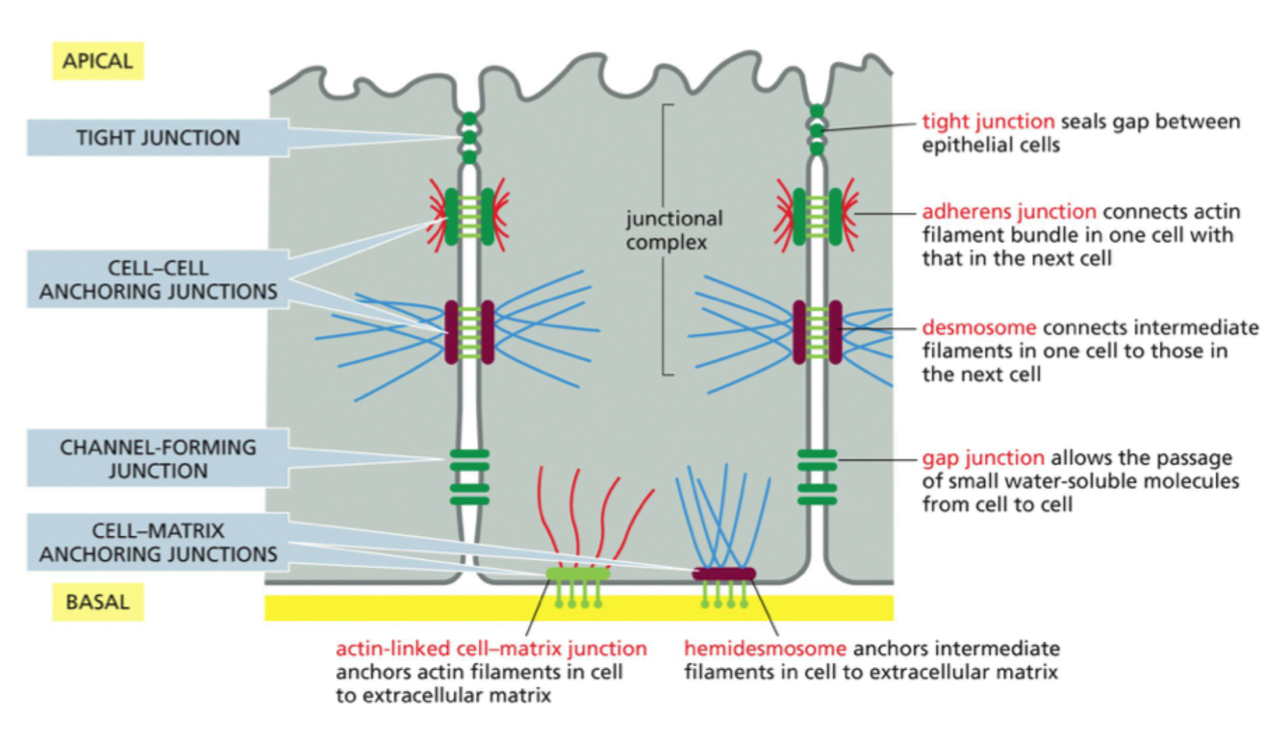 <p>Et specialiseret ECM-lag under epitelet, som epitelceller forankres til.</p>