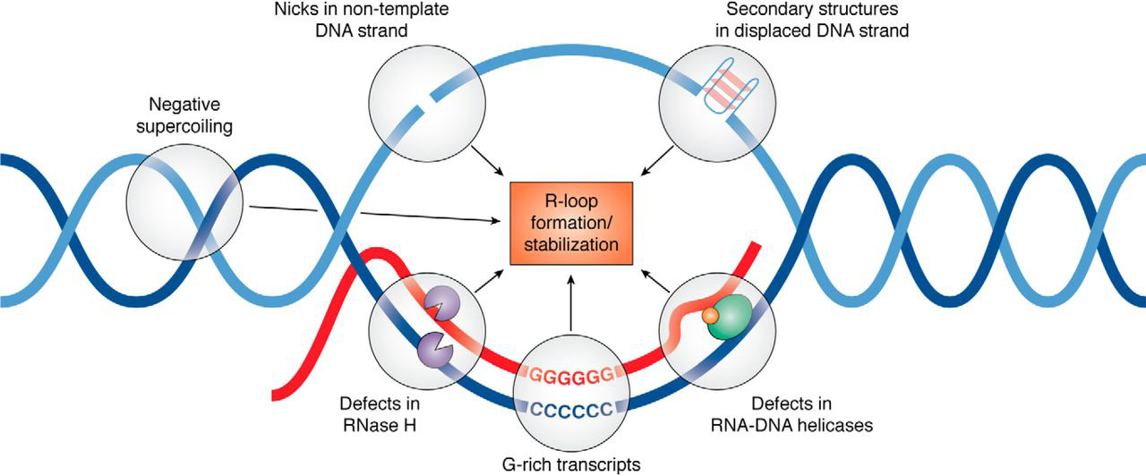 <p>Three stranded nucleic acid structures that form when the RNA transcript anneals to DNA template (CG rich region)</p>