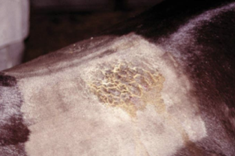 <p>What bacteria causes this</p>