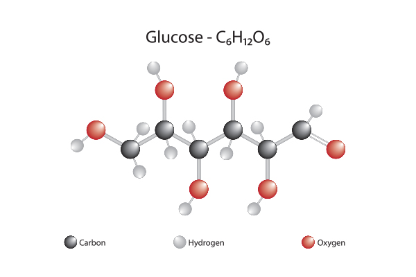 <p>When glucose is broken down, energy is released from the broken bonds and captured in the bonds of ATP molecules.</p><p><strong>Is the breakdown of glucose an exergonic reaction or an endergonic reaction?</strong></p>