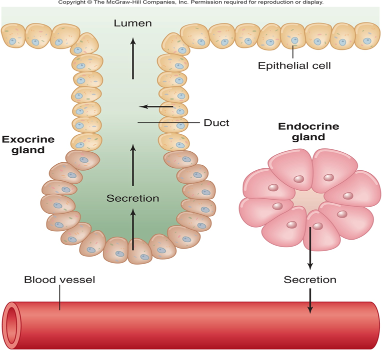 <ul><li><p>Ductless</p></li><li><p>Highly vascularized</p></li><li><p>Secretes messengers (hormones) directly into circulation</p></li><li><p>Primary glands: e.g. pituitary, thyroid, adrenals</p></li><li><p>Other organs may have secondary endocrine function, e.g. hypothalamus, heart, kidney, GI tract</p></li></ul><p></p>