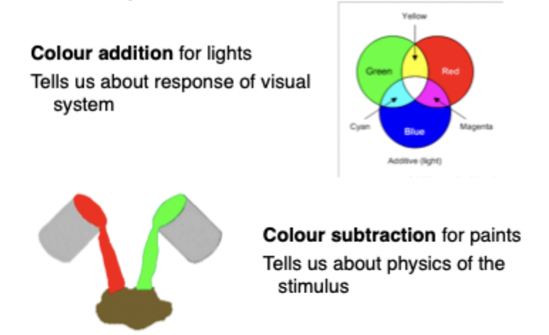<ul><li><p>Visual system sensitive to additive colours</p></li></ul><p></p><ul><li><p><strong>Colour addition</strong> for lights: tells us about responses of visual system</p></li></ul><p></p><ul><li><p><strong>Colour subtraction</strong> for paints. Tells us about physics of the stimulus.</p><ul><li><p>Mixing pigments together, if have bucket of red, that red paint is going to reflect long wavelengths, its going to absorb medium & short wavelengths. Green paint reflect medium, absorb the other to. By mixing the pigments together, mixing the absorption properties of the paint, more light absorbed than reflected. The paint that I get out is going to reflect the absorption properties of the red, the absorption properties of the green, so overall result is going to be darker</p></li><li><p>With red & green paint get brown. With red & green light get yellow. Light brighter because adding photons to photons. </p></li></ul></li></ul><p></p>
