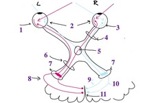 <p>Label 8</p>