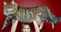 <p>welk type kat is dit</p>