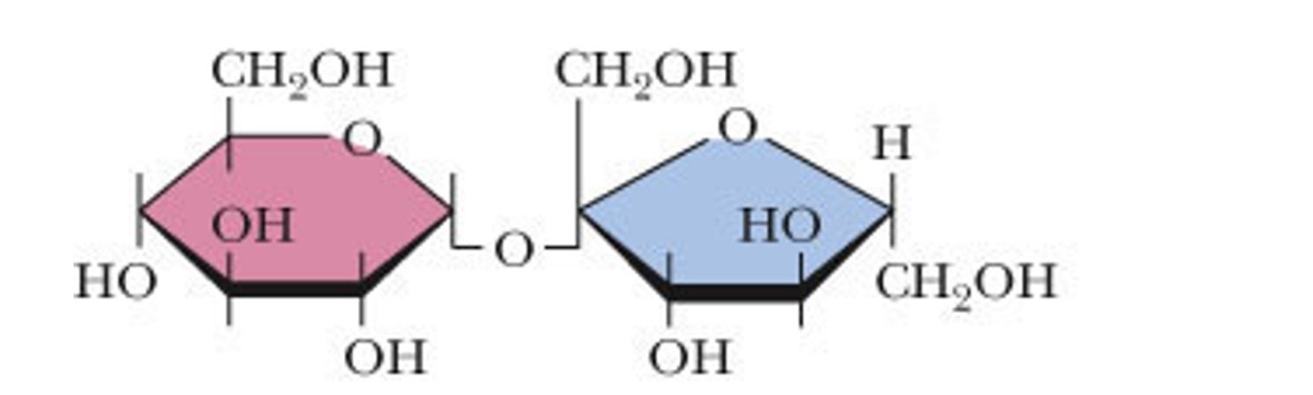 <p>what makes up sucrose</p>