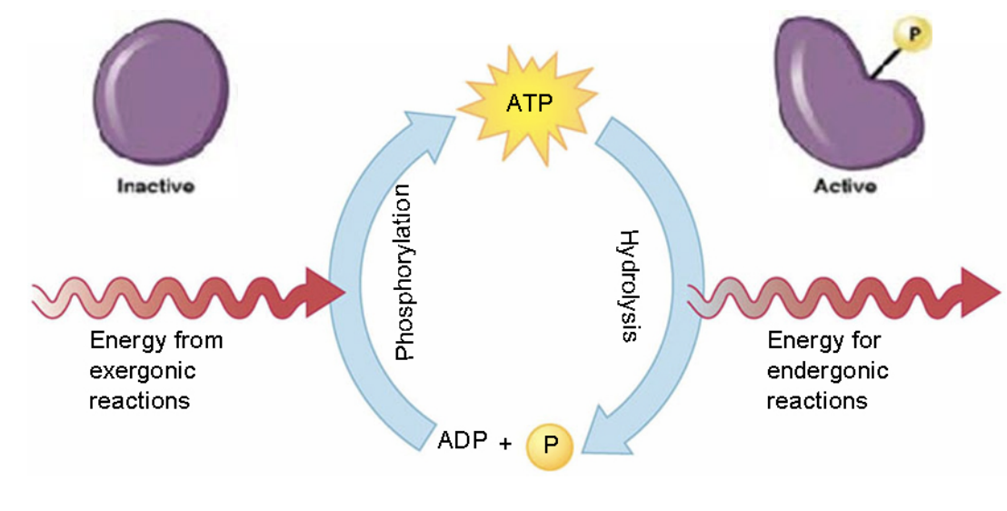 <ul><li><p>ATP drives endergonic reactions by <strong>coupling</strong> them to ATP hydrolysis.</p></li><li><p>It transfers a phosphate group to a reactant (phosphorylation), creating an unstable intermediate.</p></li><li><p>The breakdown of ATP (exergonic, ΔG < 0) makes the overall reaction spontaneous (ΔG total < 0).</p></li></ul><p></p>