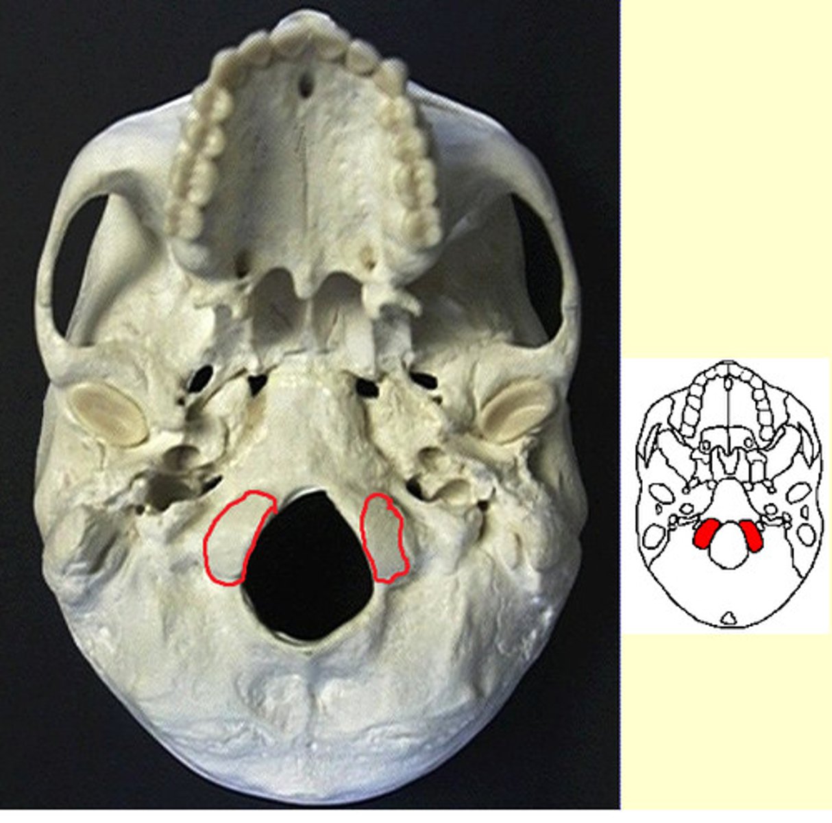 <p>ID structures outlined in red</p>