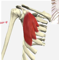 term image