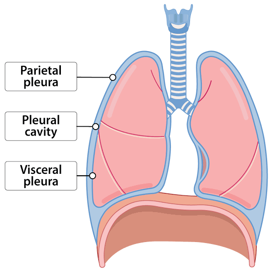 <p>Serous membrane surrounding the lungs and lining the thoracic cavity around them.</p>