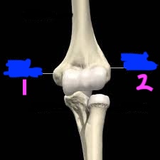 <p>label this diagram of the epicondyles of the humerus (right arm)</p>