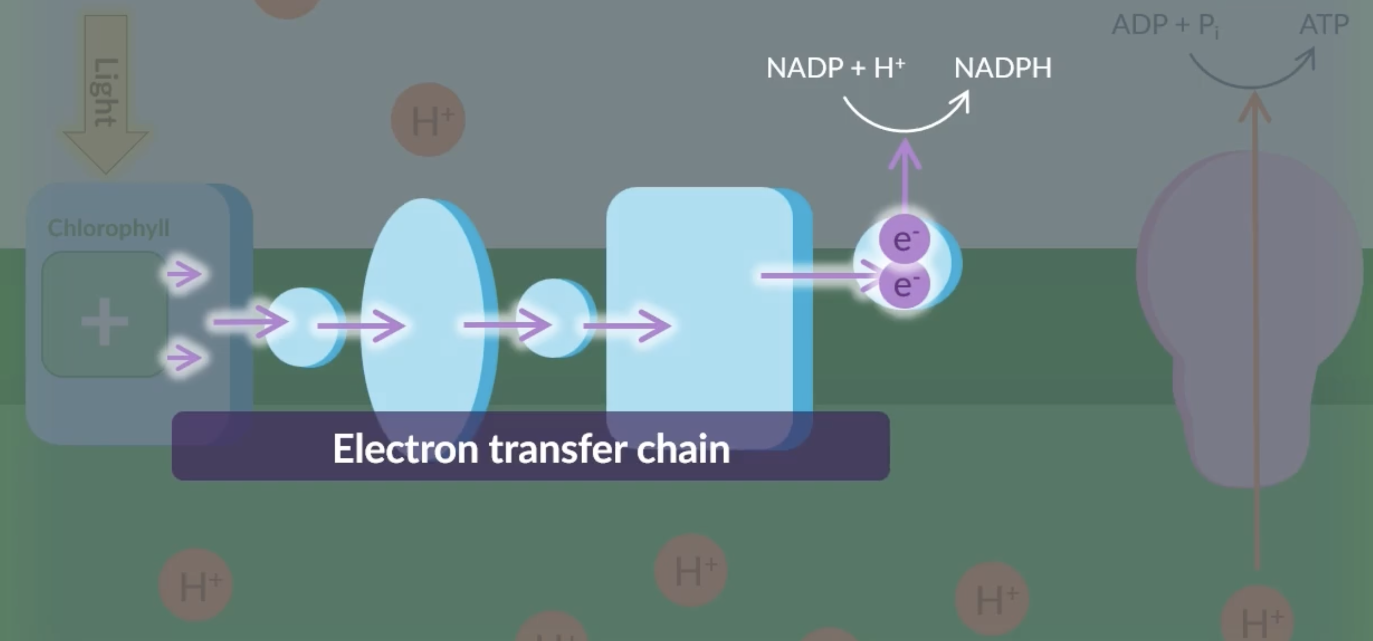 <p>at the end of the ETC,</p><p>at the final protein in the ETC, NADP gets reduced as it reacts with the electrons in the final protein and with protons in the stroma that haven’t been actively transported yet → forms NADPH. this ensures that the ETC flows continuously</p><p>in this reaction, NADP is the ‘final electron acceptor’</p>