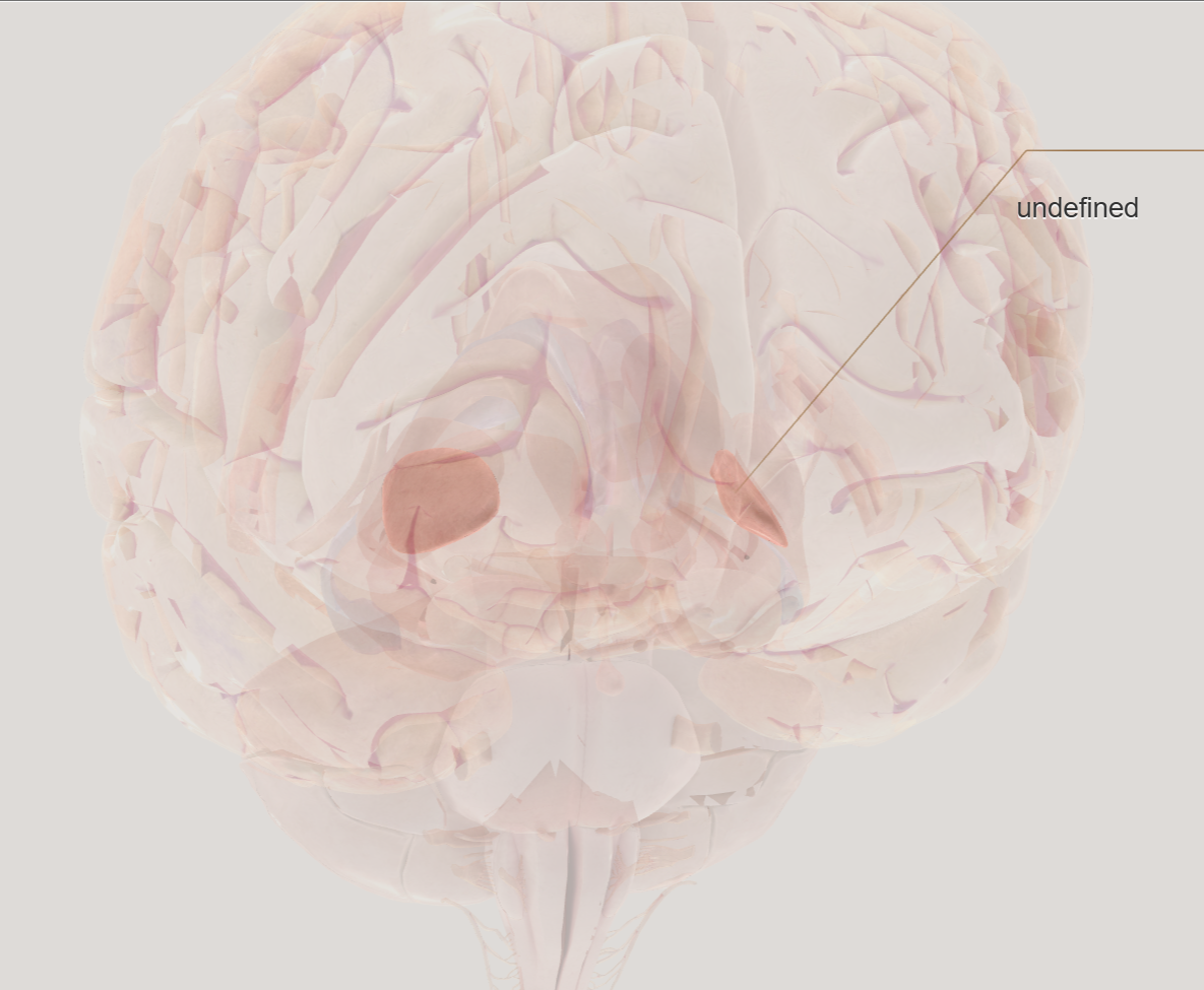 <p>deep to putamen</p>