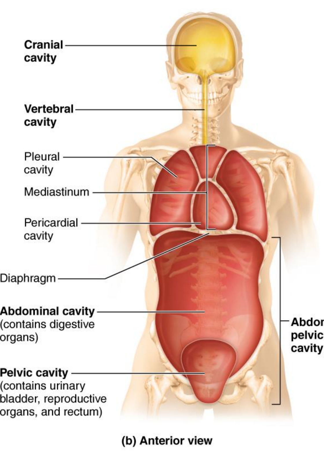 <p>Pericardial cavity</p>
