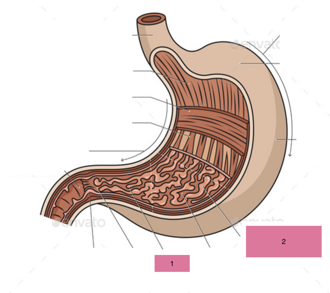 <p>what is 2 of the stomach</p>
