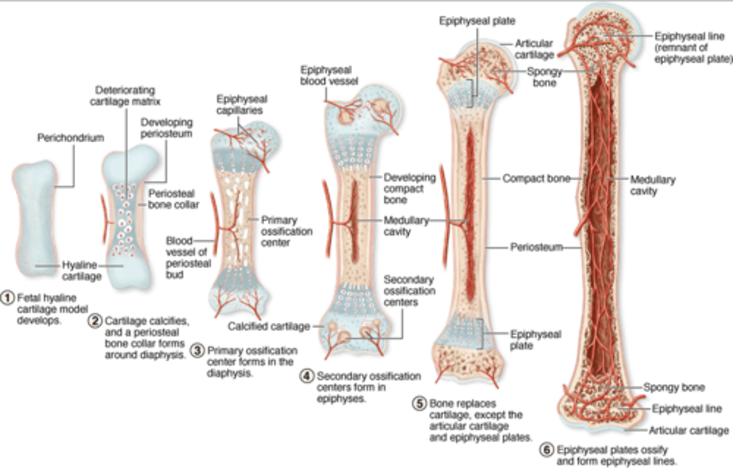 <p>Lengthwise growth at epiphyseal plate.</p>