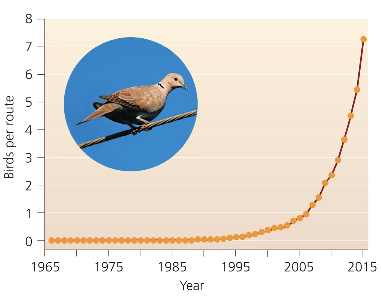 <p>when unregulated populations increase by a fixed percentage each year; J-shaped curve</p>